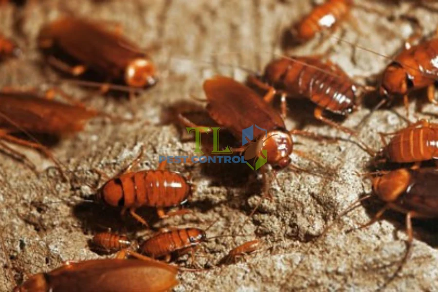 #Top Cách Diệt Gián Đất Hiệu Quả, Nhanh Chóng