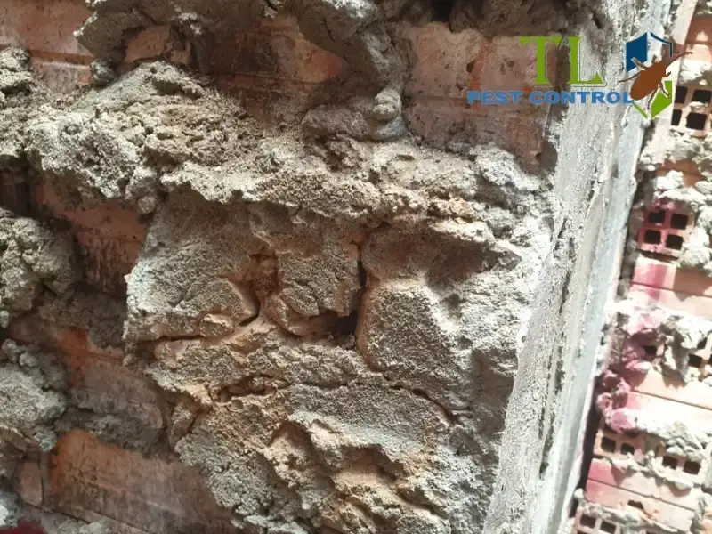 Quy trình dịch vụ diệt mối tại Đồng Nai của Trần Long