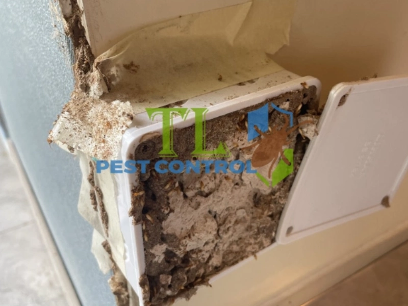 diệt mối cửa gỗ tại nhà 