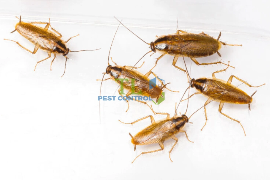 #Cách Diệt Gián Đức Tại Nhà, Chung Cư Dễ Dàng, Hiệu Quả