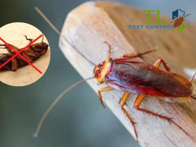 cách đuổi gián bằng hành tây