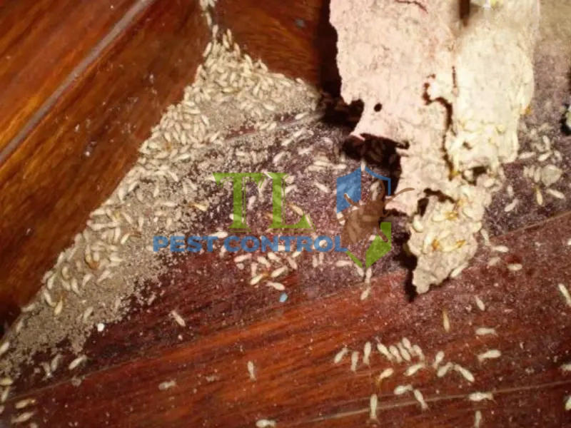 diệt mối cho nhà kho
