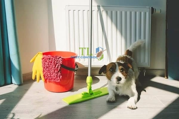 cách diệt ve chó bám trên tường