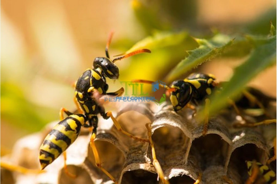Những Cách Đuổi Ong Vò Vẽ Ra Khỏi Nhà Nhanh Chóng