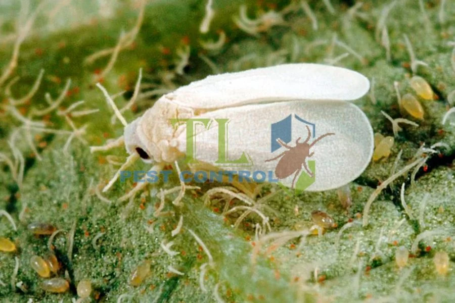 Dịch vụ diệt rầy