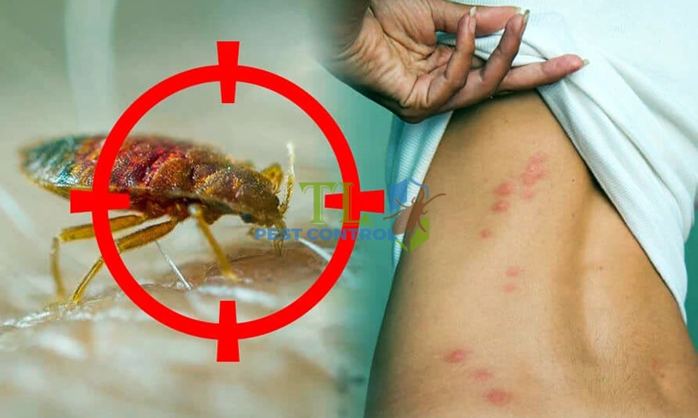 cách diệt bọ nhảy trên giường