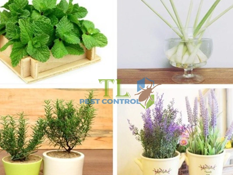cách đuổi ruồi trong phòng ngủ