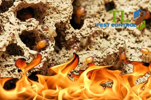 cách diệt mối làm tổ trong nhà