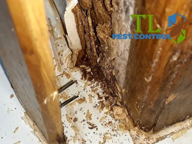 nhà bị mối xông