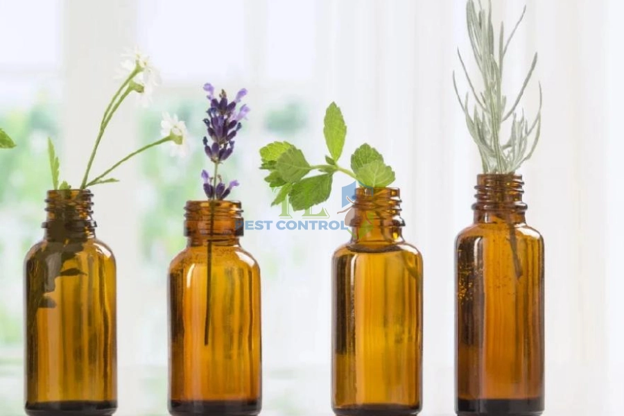 [Hướng Dẫn] Cách diệt rệp giường bằng tinh dầu hiệu quả