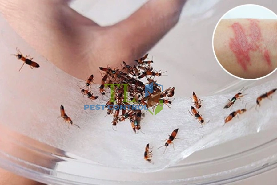 Hướng Dẫn Cách Bẫy Kiến Ba Khoang Hiệu Quả, Nhanh Chóng Tại Nhà