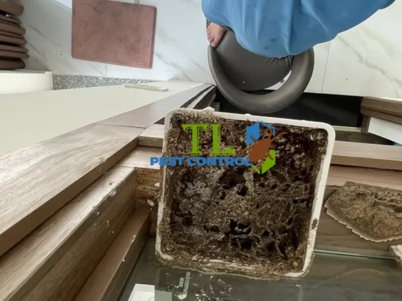 Diệt Mối Trần Long tự hào là đối tác đáng tin cậy với nhiều ưu điểm vượt trội