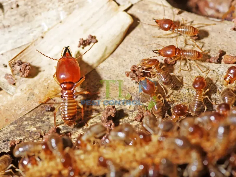 Tác hại nghiêm trọng của mối đến tài sản 