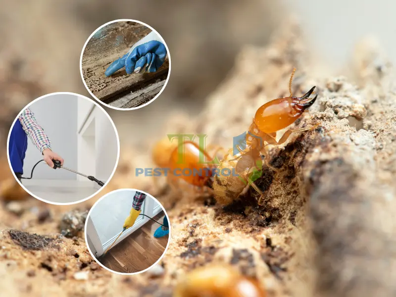 Mối đe dọa của mối tại phường Tân Thuận 