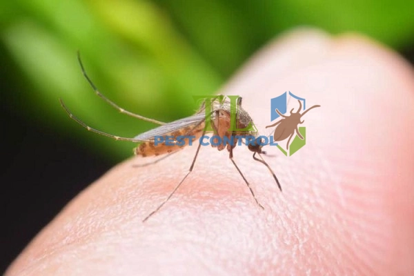 diệt muỗi quận 6