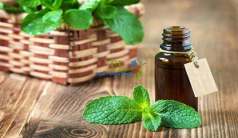 đuổi gián bằng tinh dầu