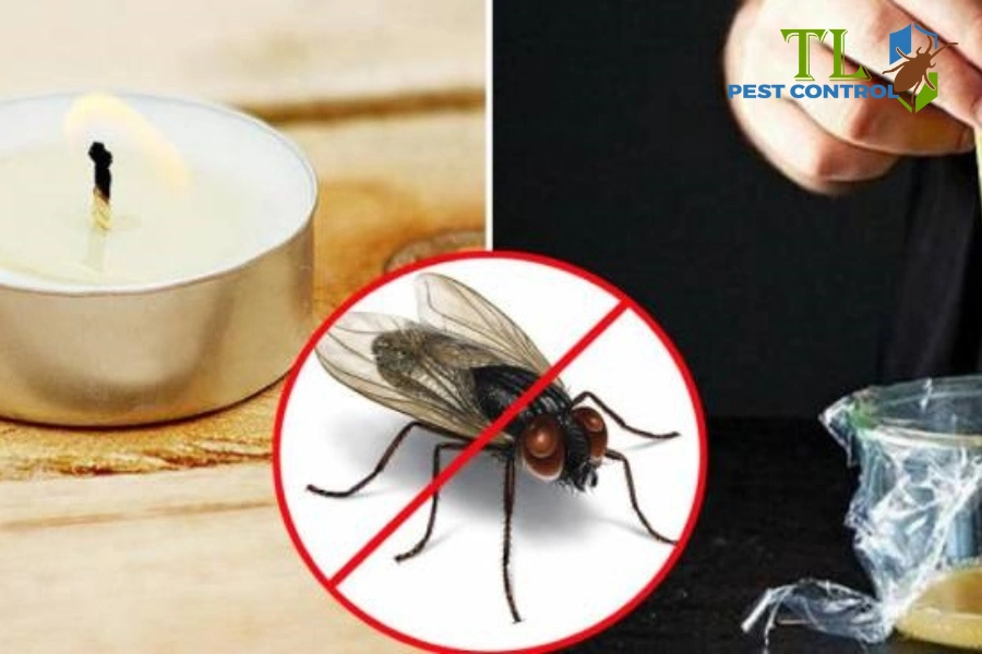 # Top 15+ Cách Diệt Ruồi Tại Nhà Hiệu Quả, Đơn Giản