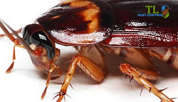 dịch vụ diệt gián mỹ
