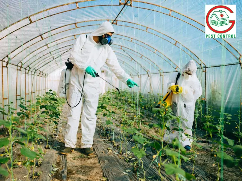 How to control and prevent greenhouse pests | HappySprout