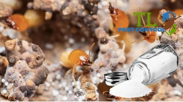 cách diệt mối