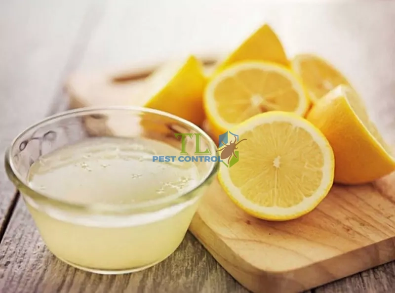 cách diệt bọ chét trong nhà