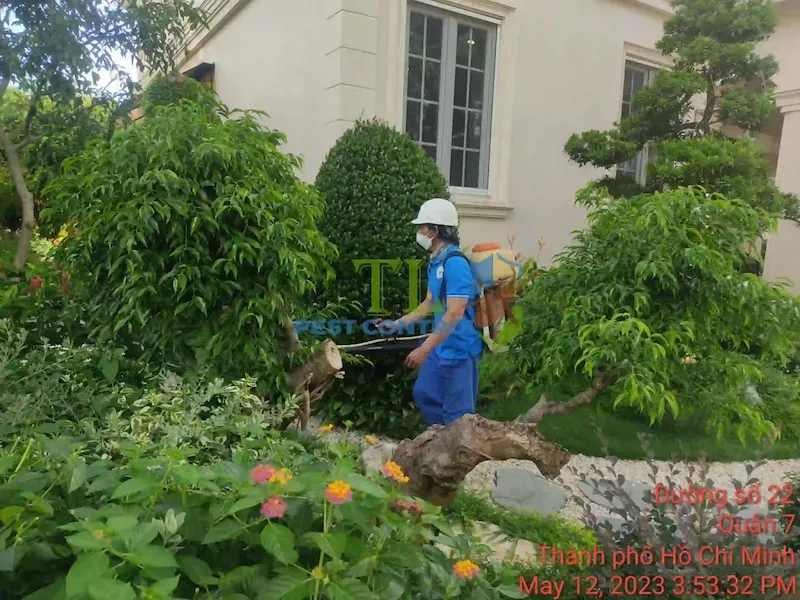 dịch vụ diệt mối quận 2