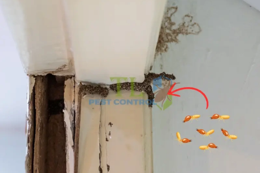 Dấu Hiệu Mối Ăn Tường? Và Cách Diệt Tận Gốc, Hiệu Quả