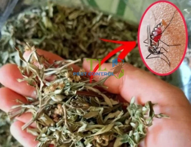 cách đuổi ruồi muỗi cho trâu bò