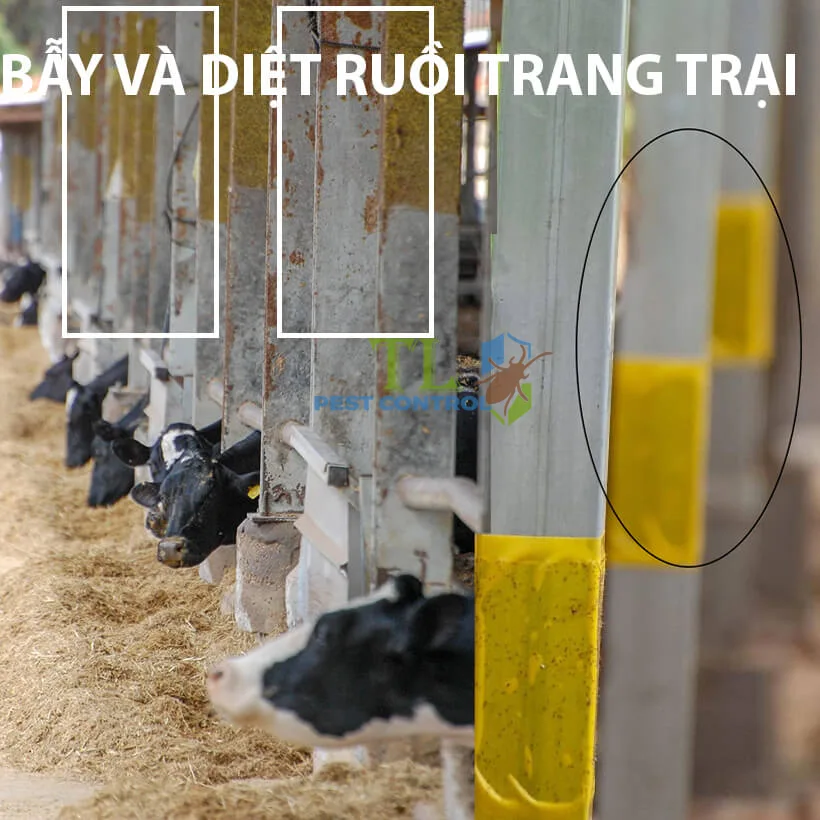 cách đuổi ruồi muỗi cho trâu bò