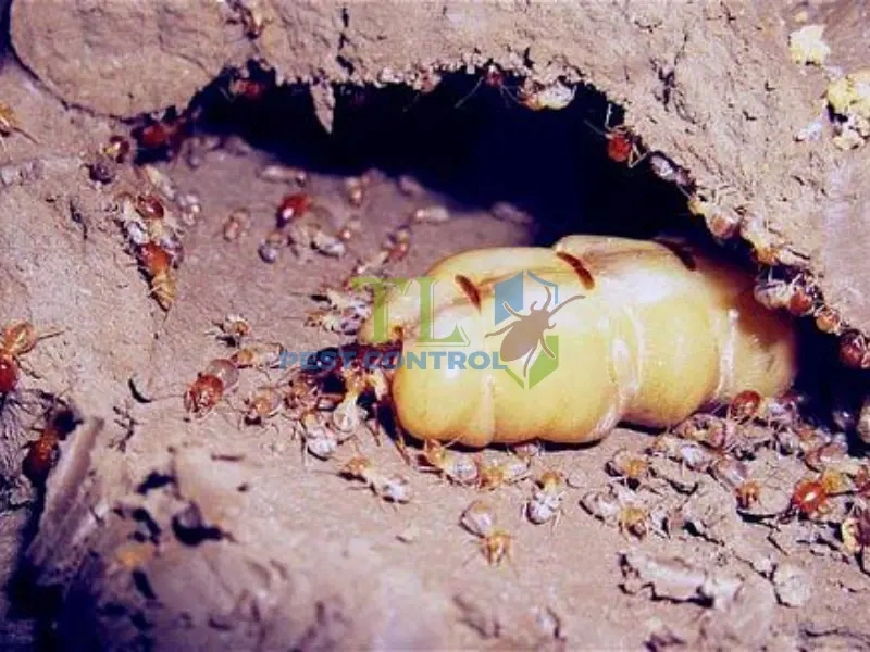 mối vua