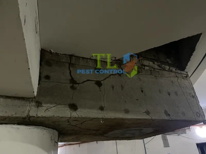 Quy trình diệt mối tận gốc quận 1 của Diệt Mối Trần Long