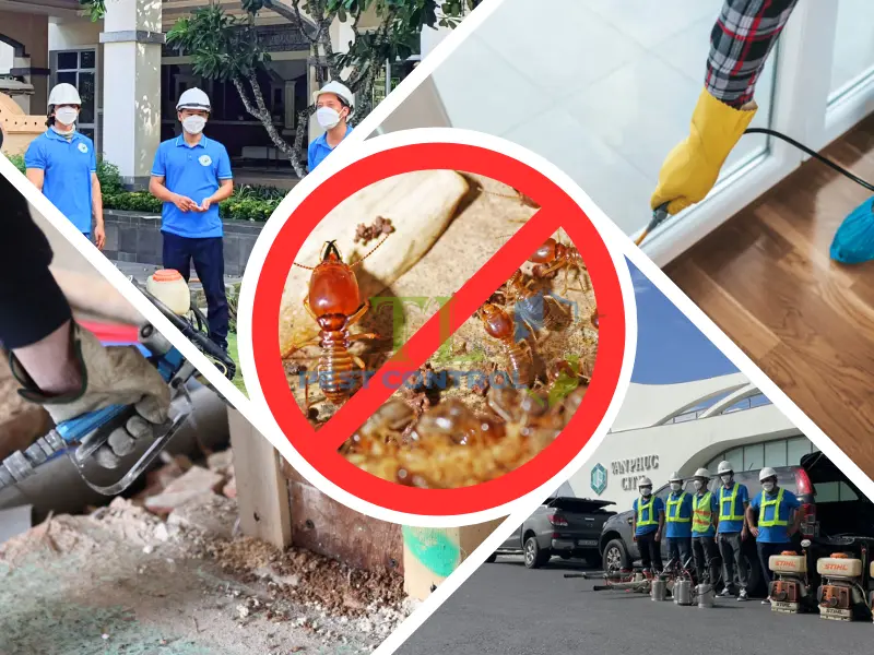 Dịch vụ phòng chống mối công trình tại Tân Thuận