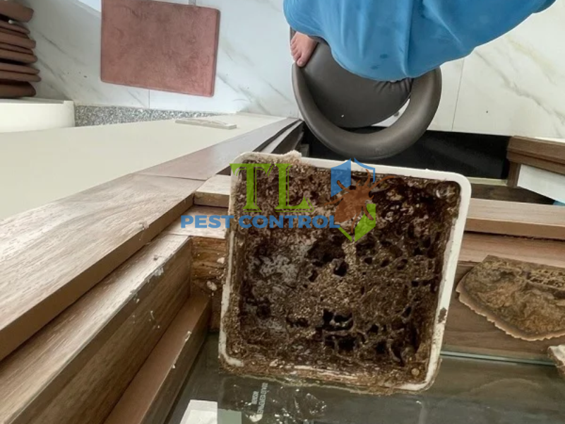 Phương pháp diệt mối bằng hộp nhử kết hợp hóa chất sinh học PMC 90