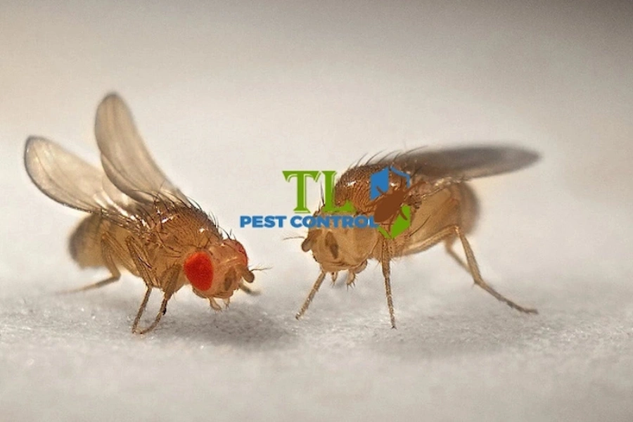 Các Cách Diệt Ruồi Giấm Trong Bếp Dứt Điểm, Nhanh Chóng, Hiệu Quả