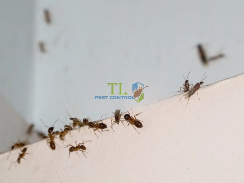 Ưu và nhược điểm của phương pháp đuổi kiến bằng mùi hương