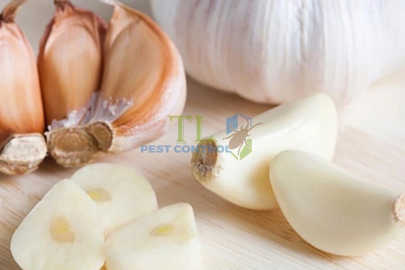Mùi hương chống kiến