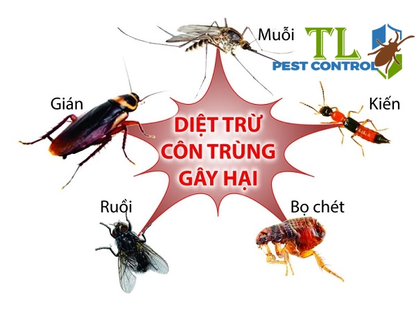 dịch vụ diệt côn trùng tổng hợp