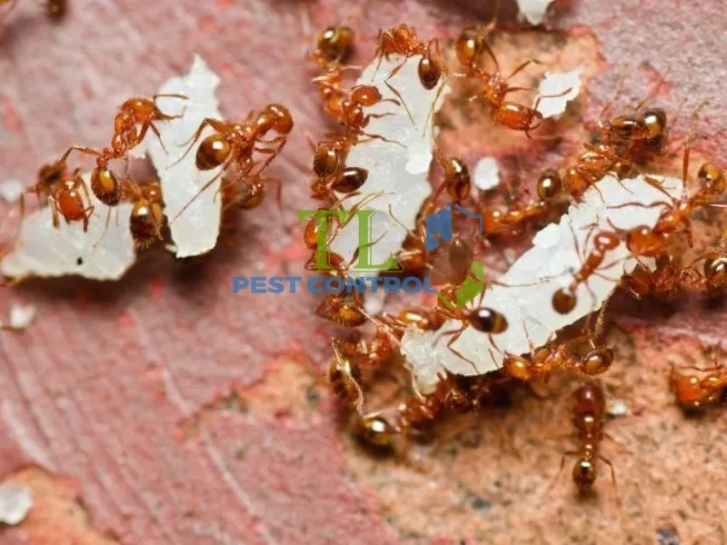 diệt kiến an toàn cho trẻ sơ sinh