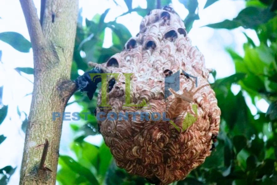 Dịch vụ diệt ong vò vẽ