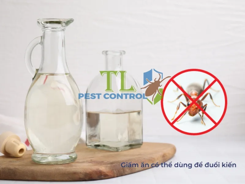 mùi hương đuổi kiến