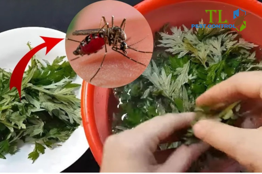 Các Cách Đuổi Muỗi Bằng Ngải Cứu Hiệu Quả, An Toàn Tại Nhà