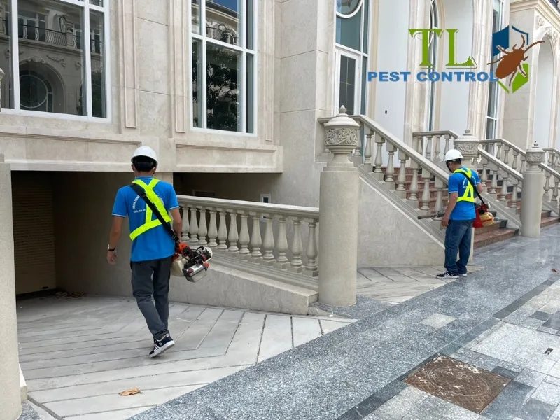 cách diệt gián đất