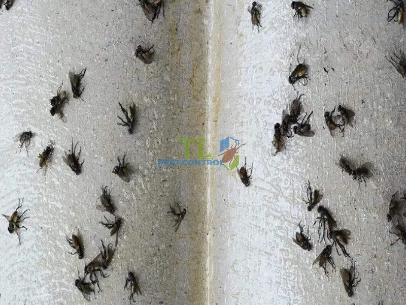 công ty diệt ruồi