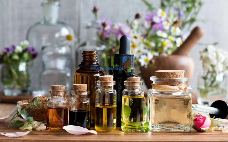 cách diệt ve chó bám trên tường