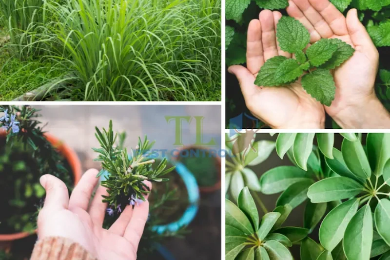 cách đuổi muỗi cho gà