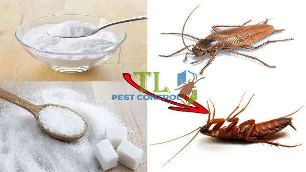cách diệt gián bằng phèn chua