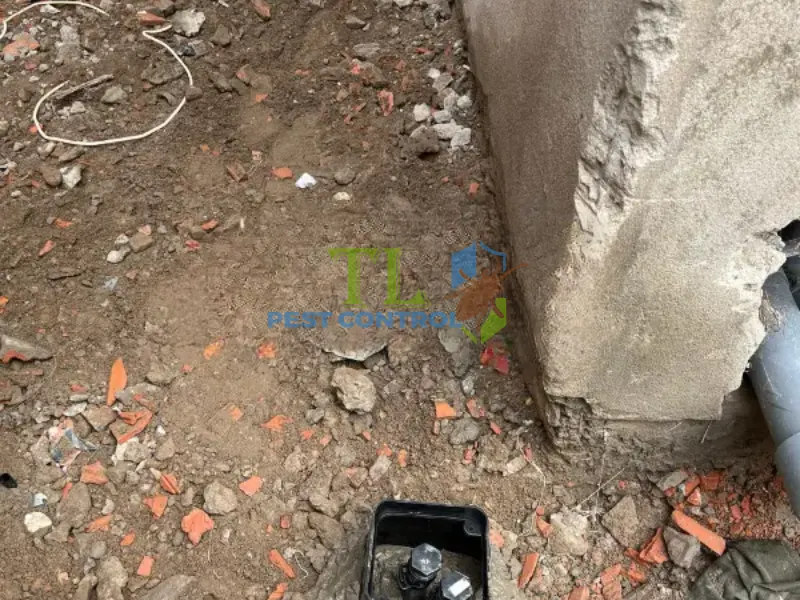 dịch vụ phòng chống mối