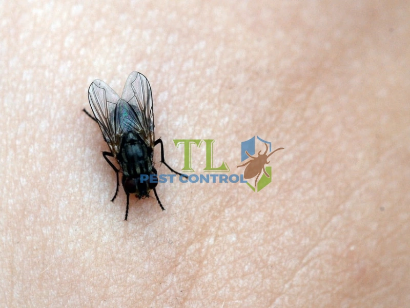 cách đuổi ruồi trong phòng ngủ