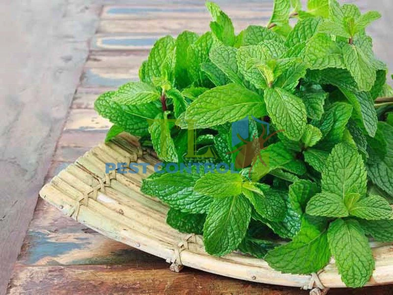 diệt mối tủ bếp
