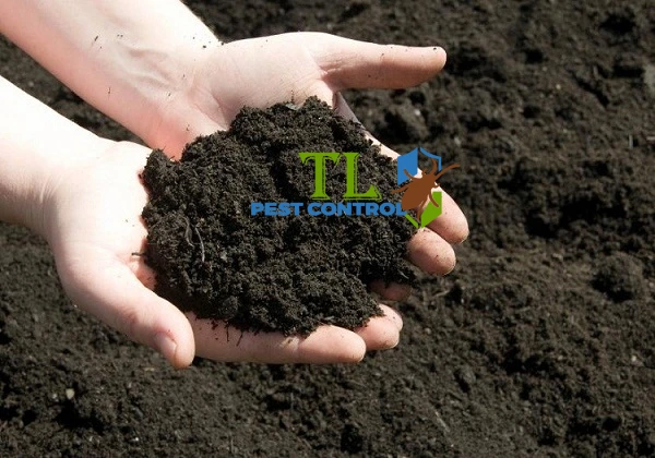 cách diệt giòi trong đất